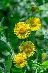 Vibrant yellow flowers blooming in a green field