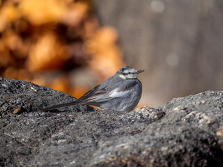 地面を歩くハクセキレイ