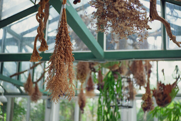 bird feeder in the garden