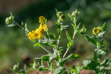 Yellow flowers bloom in a sunny garden setting