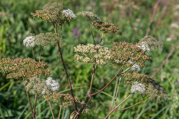 Wildflowers bloom in a sunny meadow during spring