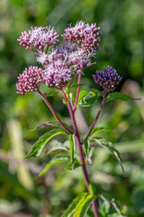 Blooming purple flowers in a lush green setting