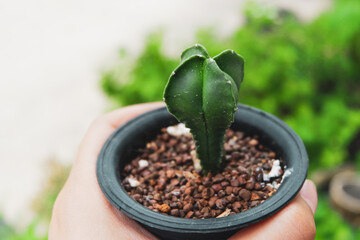 Little cactus on small pot, plant for decoration. Beautiful blooming cactus, selective focus blurred green nature background. Hobby during work from home concept.