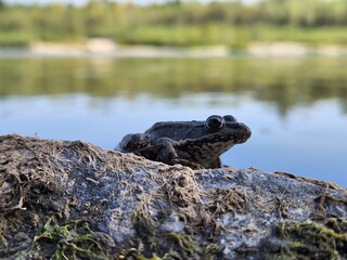 A curious frog sits on a mossy log or rock at the water's edge, gazing into the distance. The blurred background of a tranquil lake or river creates a peaceful, natural atmosphere