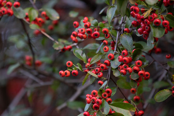 Autumn Concept, Red Winter Berries in the Park