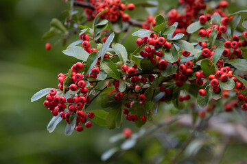 Autumn Concept, Red Winter Berries in the Park