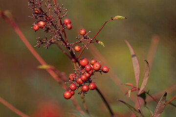 Autumn Concept, Red Winter Berries in the Park