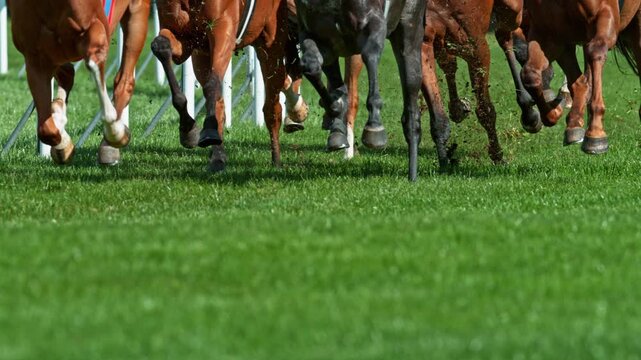 Super Slow Motion of Running Horses on Derby in Detail of Horses Legs. Filmed on High Speed Cinema Camera, 1000 fps. Outdoor Race.