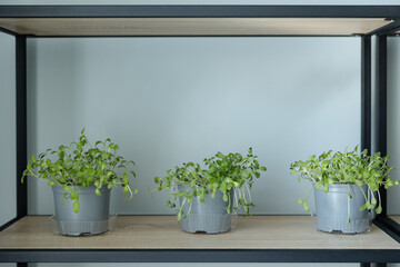 Fresh greens in pots thriving on a modern shelf in a bright indoor space
