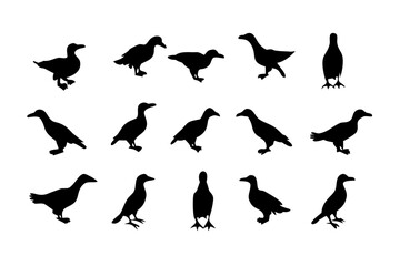Obraz premium Vector art of silhouette of ducks in various poses, featuring waterfowl swimming, standing, and preening with detailed feathers
