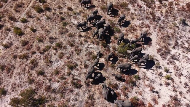 Aerial view of a herd of elephants traversing the arid savanna, their dark silhouettes contrasting against the dry, golden landscape, Sebe, Chobe District, Botswana.