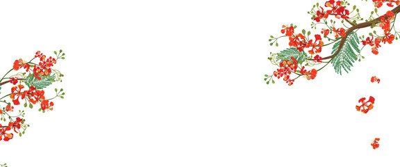 Vibrant Flame Tree Blossoms on Black Background Illustration