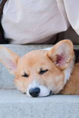 walking corgi dog in the city street, sitting on the stairs