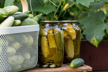 Fresh cucumbers in a basket and crispy pickled cucumbers in a transparent glass jar. Pickled cucumbers with dill and garlic. Delicious canned vegetables. Cucumbers for the winter.