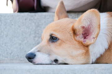 walking corgi dog in the city street, sitting on the stairs