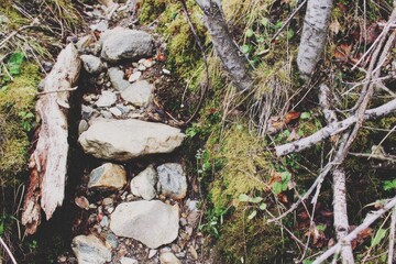 Obraz premium Rocky, mossy forest path winding through