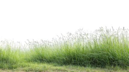 Green and White Organic Texture Background