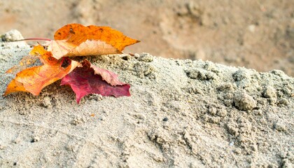 Autumn leaves in vibrant fall colors rest gently on a textured pile of light-colored sand, evoking a sense of seasonal transition.