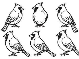 Cardinal vector line art 