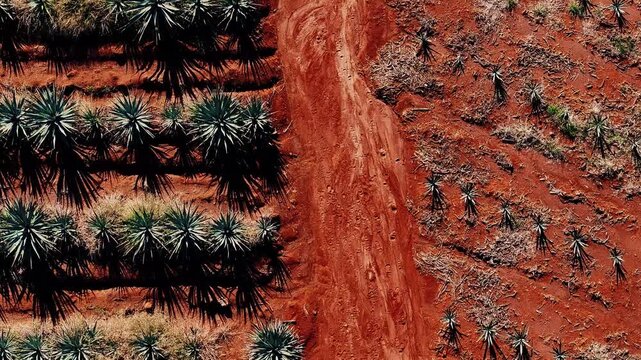 Aerial view of agave plants casting shadows on the red soil, creating a striking contrast of textures and tones, Jalisco, Mexico.