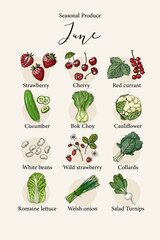 Set of vector seasonal products, vegetables and fruits, berries and spices. Food illustrations