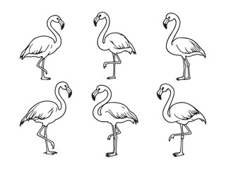 Flamingo line art illustration