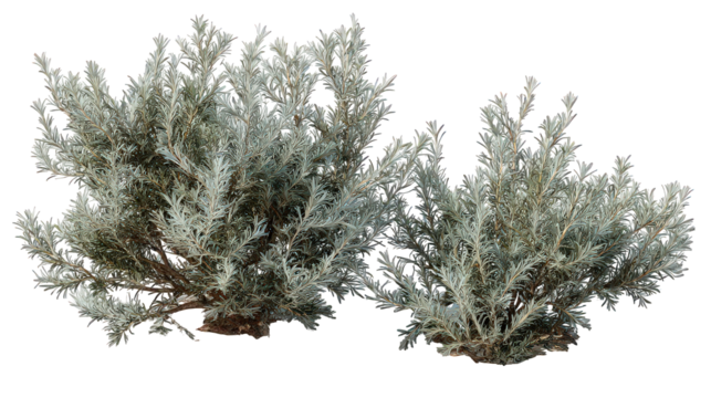 Grey and Silver Lichen Isolated on Black Background - Powered by Adobe