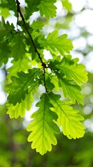 Lush green oak leaves illuminated by sunlight, showcasing intricate leaf veins and a vibrant natural backdrop.