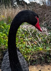 Black Swan profile