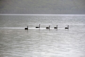 Black Swans of Wallis Lake Australia