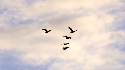 Cormorants Birds Storm