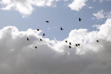 Crows Bird Storm