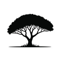 Silhouette of a majestic acacial tree with spreading branches against a clean