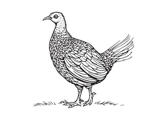Grouse line art illustration