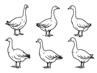 Goose line art illustration