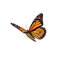 Naklejka premium Monarch Butterfly in Flight with Orange and Black Wing Patterns Isolated.