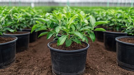 Charming orchard filled with blossoming apple trees in a scenic spring landscape  Lush green foliage vibrant flowers