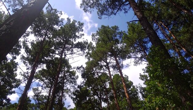 Pine trees canopy at midday
