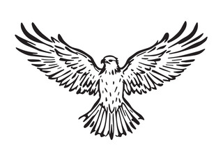 Hawk line art illustration