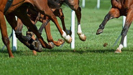 Horse racing outdoor derby in detail of horses legs. Outdoor sport and competition.