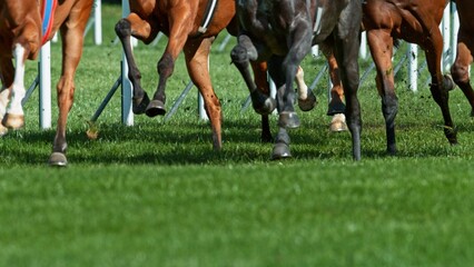 Horse racing outdoor derby in detail of horses legs. Outdoor sport and competition.