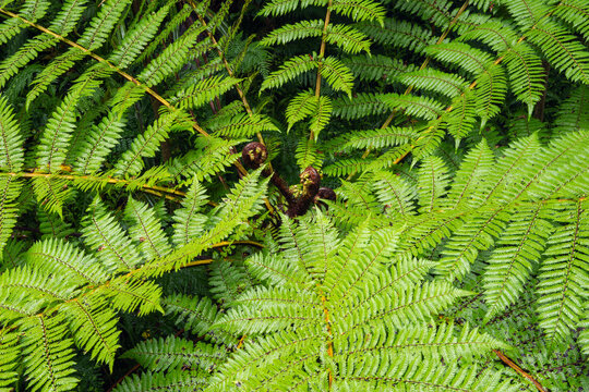 Fern leaves in Mount Cook National Park New Zealand close up
