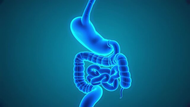 Detailed 3D Render of Human Digestive System Anatomy Illustration Upper Gastrointestinal Tract Stomach Intestines