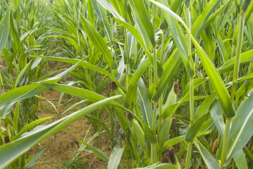 green cornfield, pole zielonej kukurydzy © Piotr