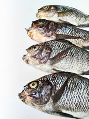 A Close-up Look at the Scales and Eyes of Tilapia