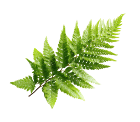 Close-up of a vibrant fern frond