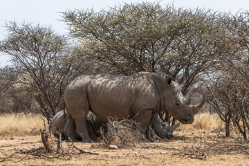 Fototapeta premium Rhinocéros blancs à l'ombre d'un acacia