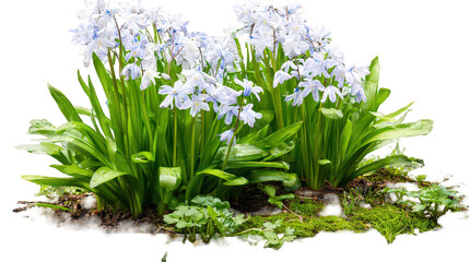 Delicate Blue and White Spring Flowers with Lush Green Foliage