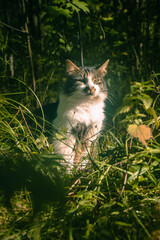 A cat is sitting among the grass in an autumn park with a very important expression on its face.