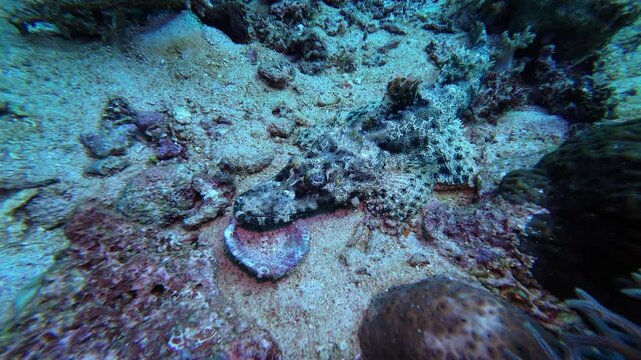 Maratua, Indonesia: Underwater footage of crocodile fish in Sangalaki dive site, Maratua Island, Derawan Archipelago. Shot in slow motion